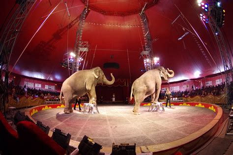 Gallery Royal Canadian Circus