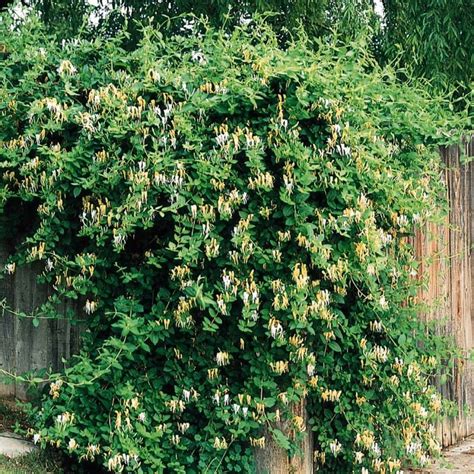 Screen Evergreen Japanese Honeysuckle Climbing Plants Fence Climbing