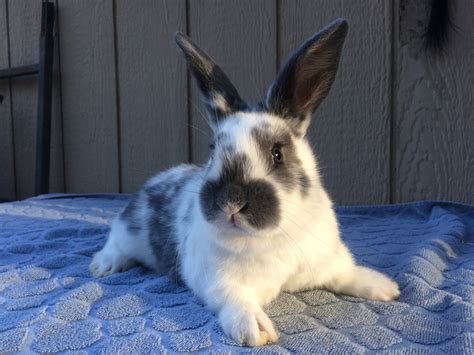 New Zealand Rabbit Pure New Zealand White Rabbits Clevedon