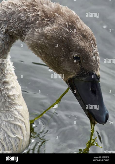 A Juvenile Mute Swan Still With Its Cygnet Fluffy Down Nibbling On