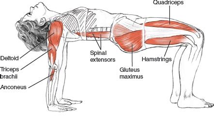 Reverse Plank: Exercise Guide & Tips • Bodybuilding Wizard