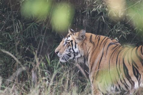 Historic Bandhavgarh Fort in India - HubPages