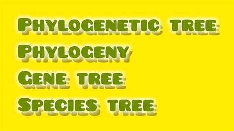 PHYLOGENY PHYLOGENETIC TREE EVOLUTION TOPOLOGY GENE TREE SPECIES