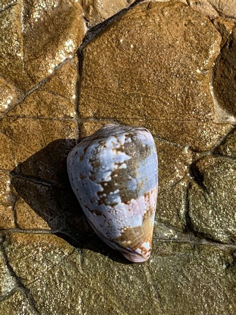 Papilla Cone From Yuraygir National Park Barcoongere NSW AU On