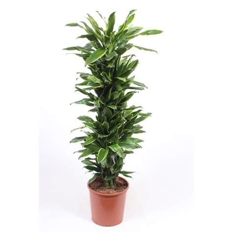 Plante d intérieur de Botanicly Dragonnier Hauteur 150 cm