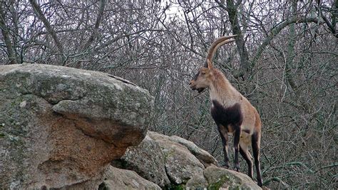 Detienen A Cuatro Furtivos Tras Abatir Un Macho Mont S En La Reserva De