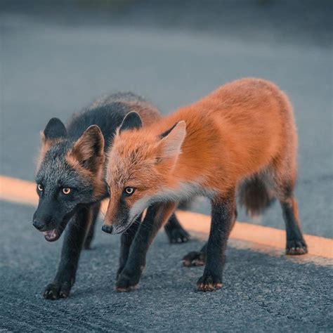 Guy Earns The Trust Of A Black And Orange Fox, Shares 20 Stunning Pics | Pet fox, Animals, Cute ...