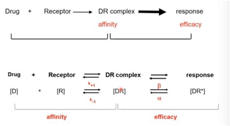 Drug Receptor Interactions 2 Flashcards Quizlet