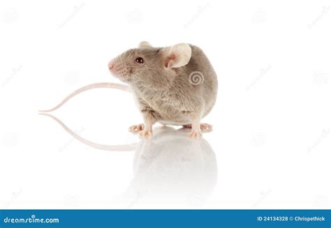 Mouse Stock Photo Image Of Rodent Cute Small Pets 24134328