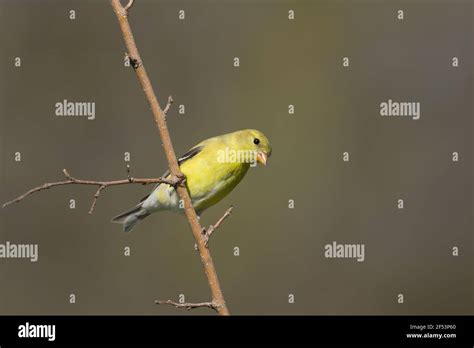 American Goldfinch Female Carduelis Tristis Ontario Canada Bi