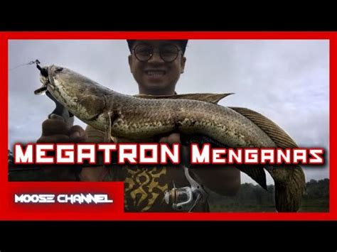 Serangan Hendap Sang Haruan Megatron Ultralight Fishing YouTube