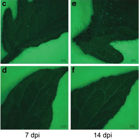 Localization of the TRV-GFP vector. a, b WT observed using fluorescence ...