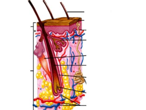 skin diagram 1 Diagram | Quizlet