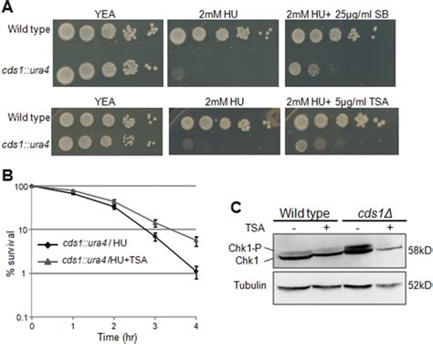 Inhibition Of HDAC With Sodium Butyrate Or TSA Results In The