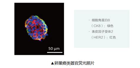 Prs Ocm 3d 卵巢癌3d类器官培养基 细胞培养 化工仪器网