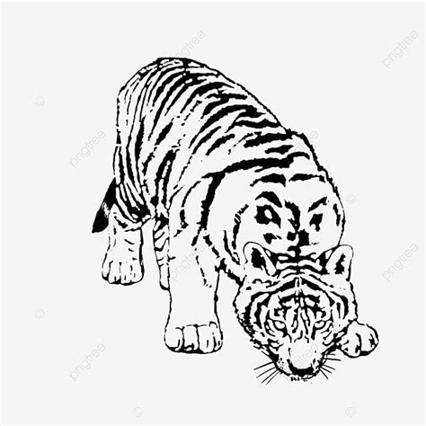 Tigre De Dibujo Lineal PNG Negro Dibujo Lineal Año Del Tigre PNG y