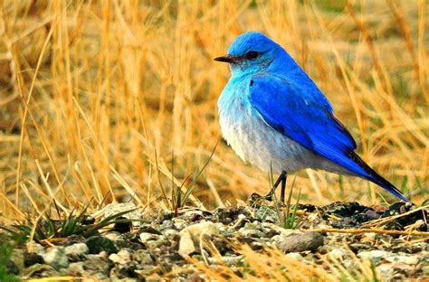 5 Fakta Menarik Mountain Bluebird Burung Berbulu Indah