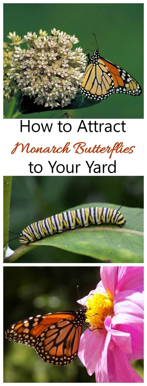 Attracting Monarch Butterflies Way Stations Start Seeing Monarchs