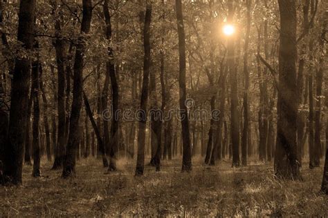 Sepia Autumn Forest Stock Photo Image Of Evening Flare 81347488