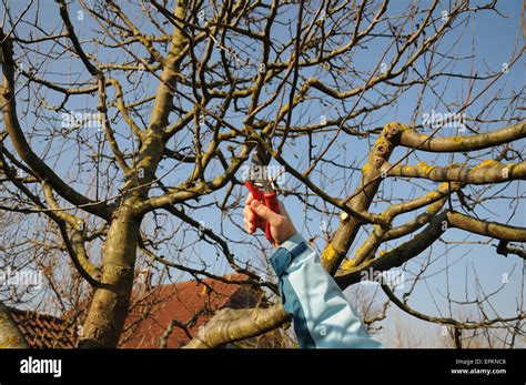 Apple tree pruning Stock Photo - Alamy