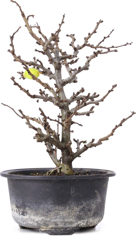 Chaenomeles Speciosa 19 Cm ± 8 Years Old With Red Flowers And Yellow