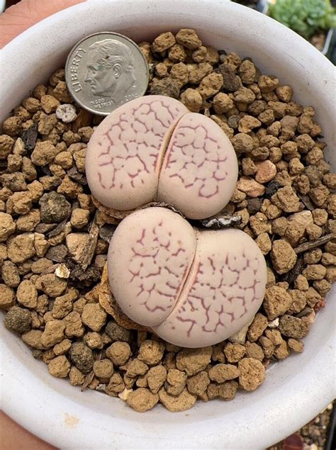 Year Old Jumbo Size Lithops Dinteranthus Vanzylii Rare Etsy