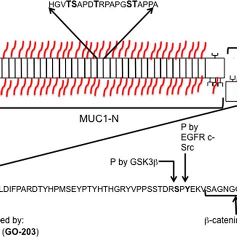 Simplified Pathways Of Mucin Type O Linked Glycosylation In Normal And Download Scientific