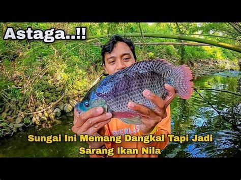 Nyeser Ikan Mencari Ikan Di Sungai Dangkal Jadi Sarang Ikan Nila