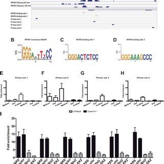 Binding sites of NF κB at the Nos2 gene promoter are not accessible in