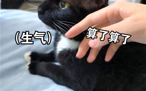 流浪猫老大退休后，容不得家附近出现一点猫叫 半城cass 半城cass 哔哩哔哩视频