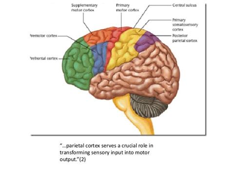 Posterior parietal cortex