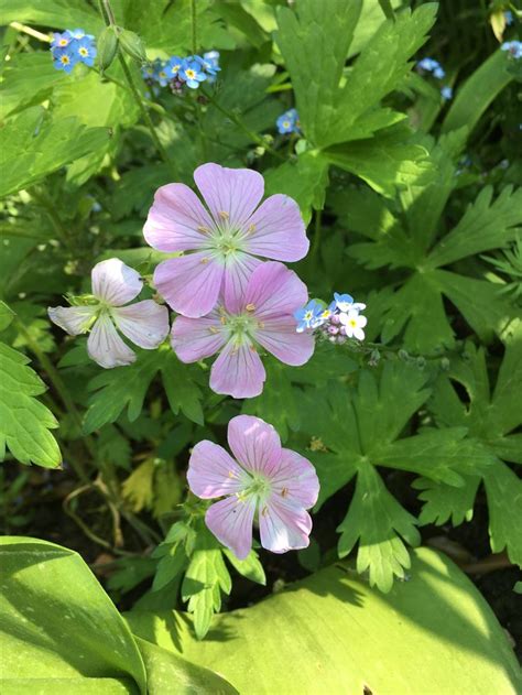 Hardy Geranium Maculatum Hardy Geranium Geraniums Garden