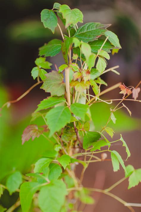 Parthenocissus Tricuspidata Veitchii Jungle Boogie