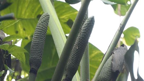 types  monstera plants  guide  varieties  growth
