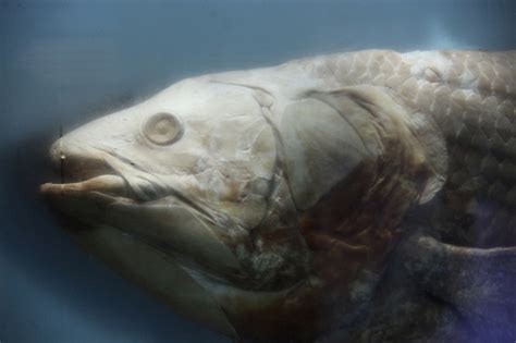 Scientists Get The Coelacanth Genome And A Hint Of The Origin Of Limbs