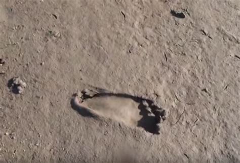 New Bigfoot Trackway Discovered At Bumping Lake Washington