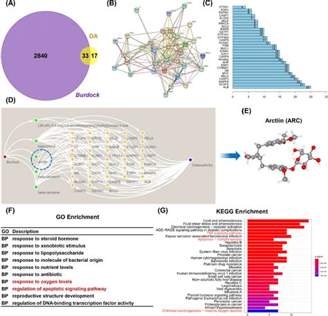 Integrated Bioinformatics Analysis Between Chinese Herb Burdock And Oa