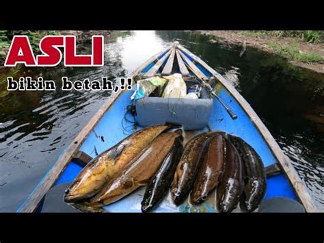 Asli Bikin Betah Mancing Kihung Di Sungai Pedalaman Yg Jarang Di