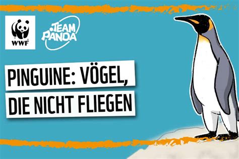 Video Pinguine Wwf Sterreich