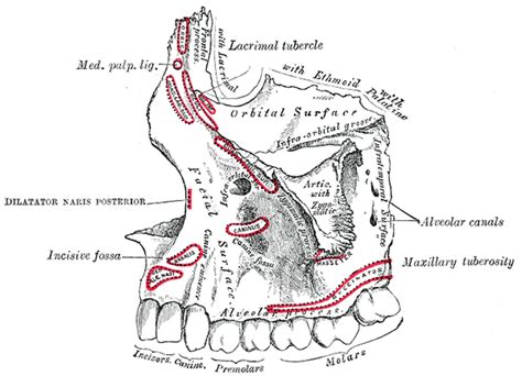 Posterior Superior Alveolar Artery Wikidoc