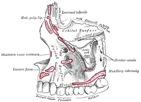 Maxilla Wikidoc