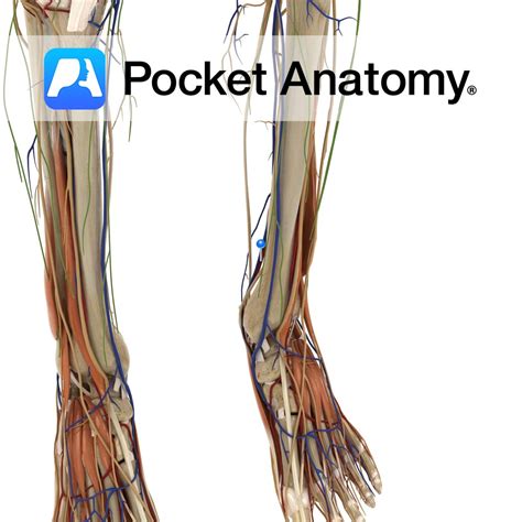 Posterior tibial artery - Pocket Anatomy