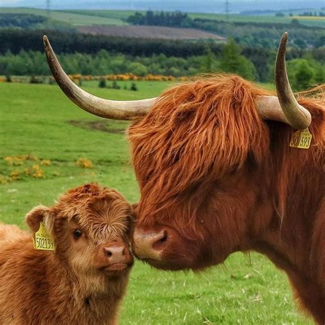 Pin On Animals Highland Coos Fluffy Cows Baby Cows Cow