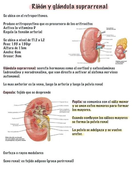 Riñón y Glándula Suprarrenal ORIANA LOZADA VELASQUEZ uDocz