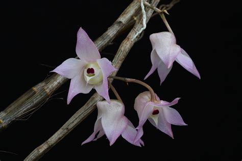 Hoa Phong Lan ViỆt Vietnam Orchids Dendrobium Aduncum Hoàng Thảo Thập Hoa