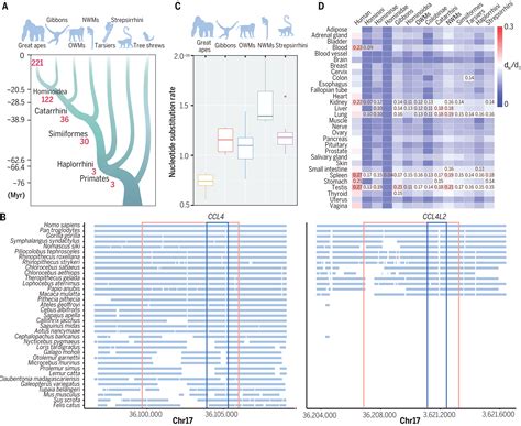 Phylogenomic Analyses Provide Insights Into Primate Evolution Science