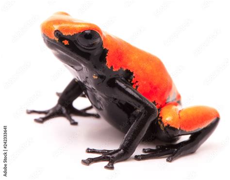 Amazon Poison Dart Frog