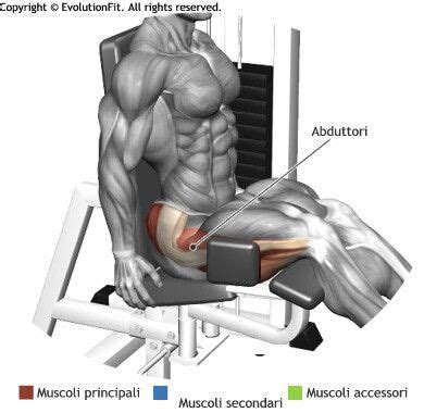 Mappa Muscolari Abduttori Aperture Abductor Machine Musculation