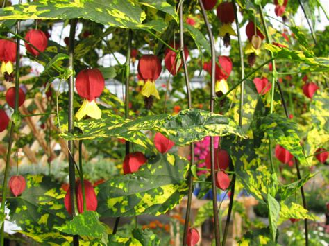 Abutilon Plantation Culture Et Bouturage