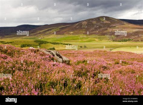 Heather Scenes Of Scotland Scottish Heather Landscape And Blue Stock